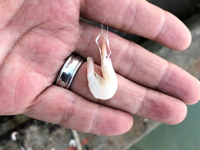 挿し餌用 小エビ を探して里 つりつりタイランド タイランドで魚釣り