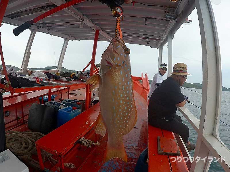 タイラバで釣ったスジハタ