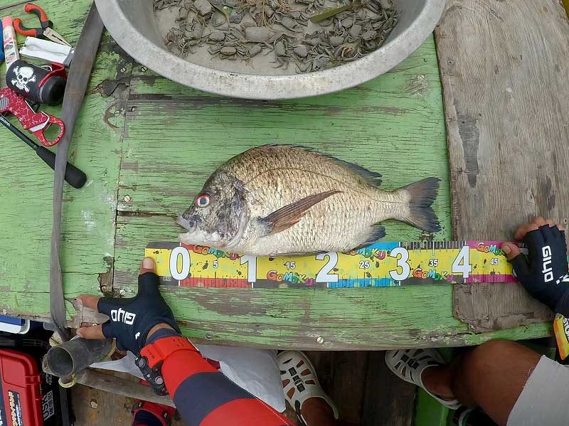 バンサイで釣れた36cmのチヌ