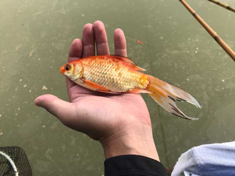 タイで釣れた金魚