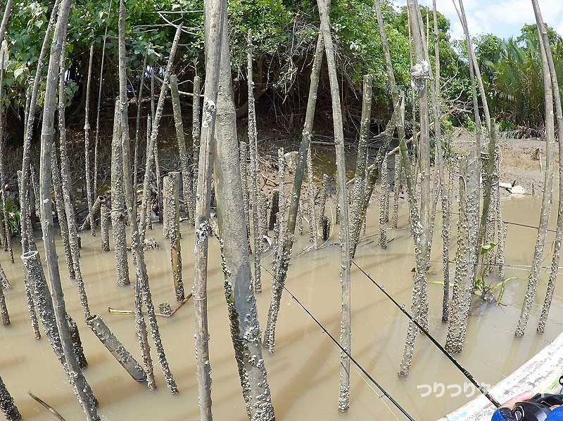 バンパコン川の立ち木