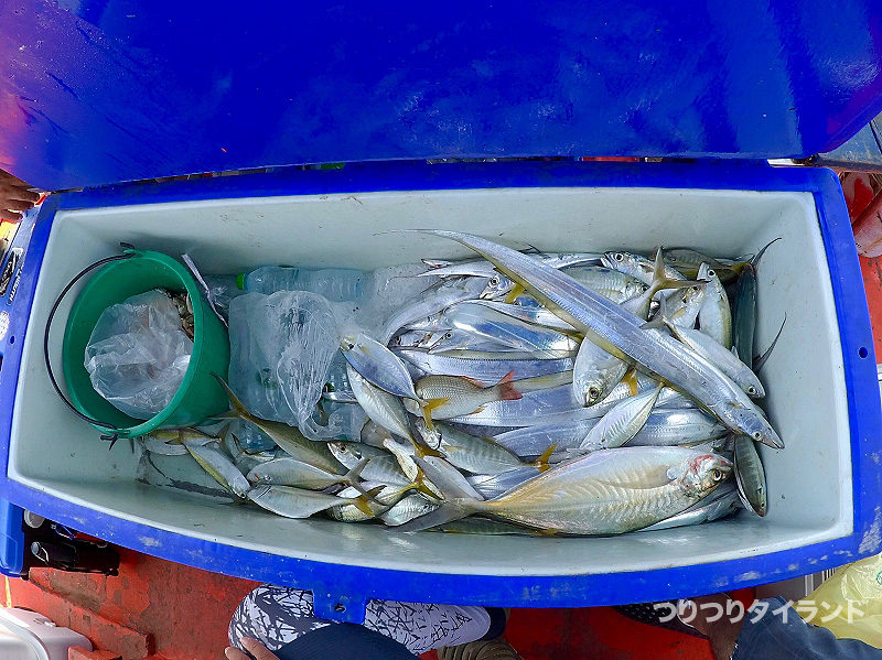 シーチャン島の太刀魚釣果