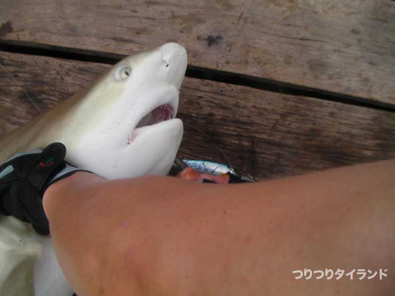 サメから針をはずす