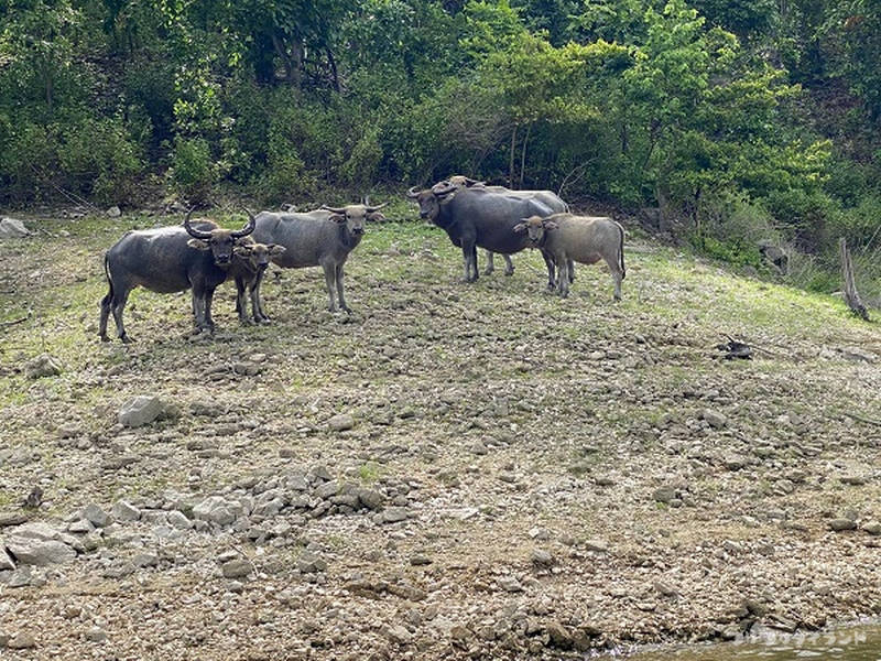タイの水牛
