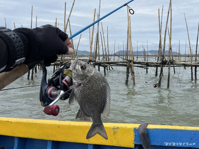 筏とナンヨウチヌ
