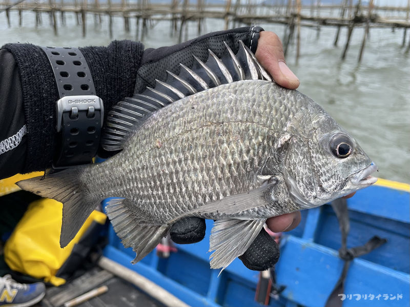 ナンヨウチヌアップ