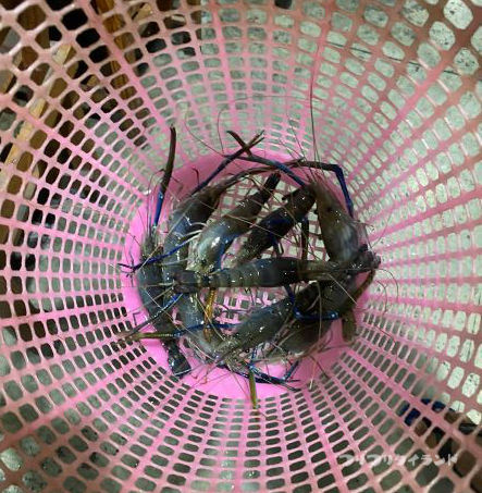 タイのエビ釣り堀釣果