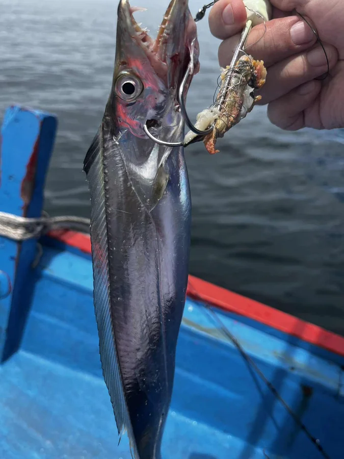 テンヤにヒットしたタチウオ