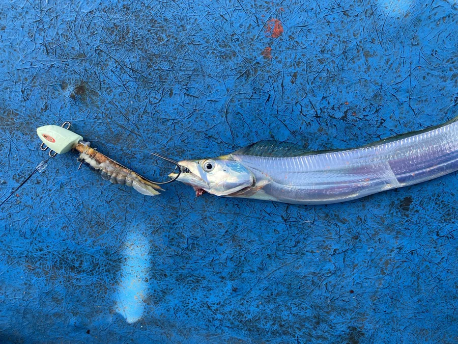 テンヤとタチウオ