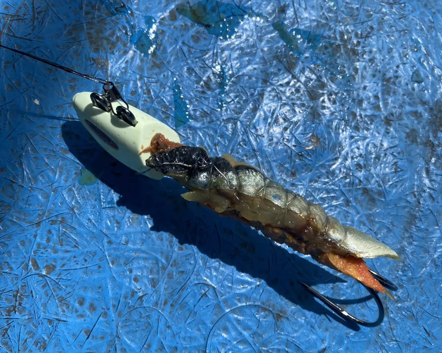 テンヤにエサを結ぶ