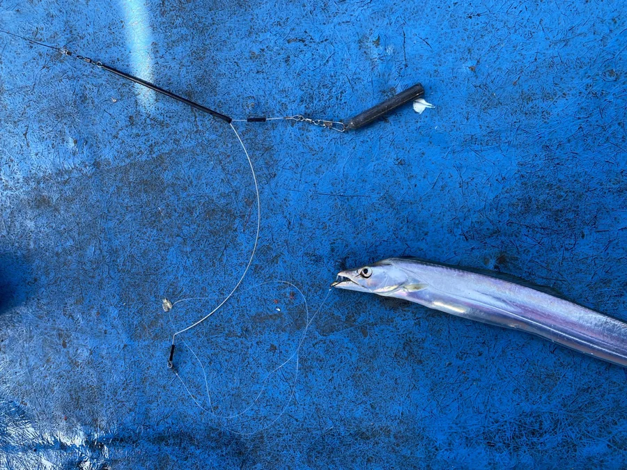 テンビン仕掛けで釣れたタチウオ