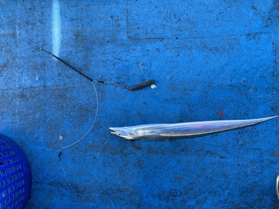 タイのタチウオ