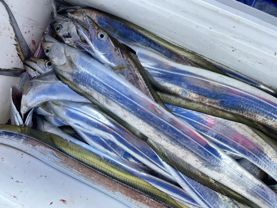 タチウオの釣果