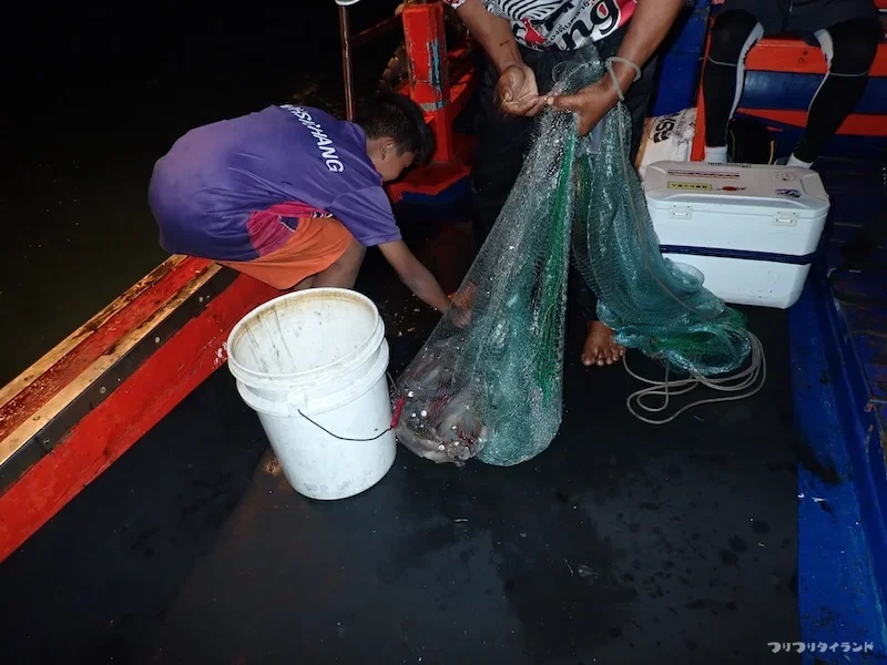 投網でイカ