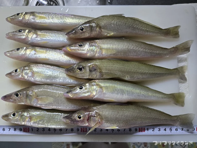 タイランド湾のキス釣果