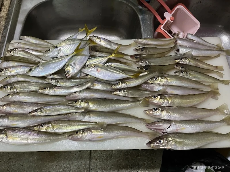 チョンブリのキス釣り釣果