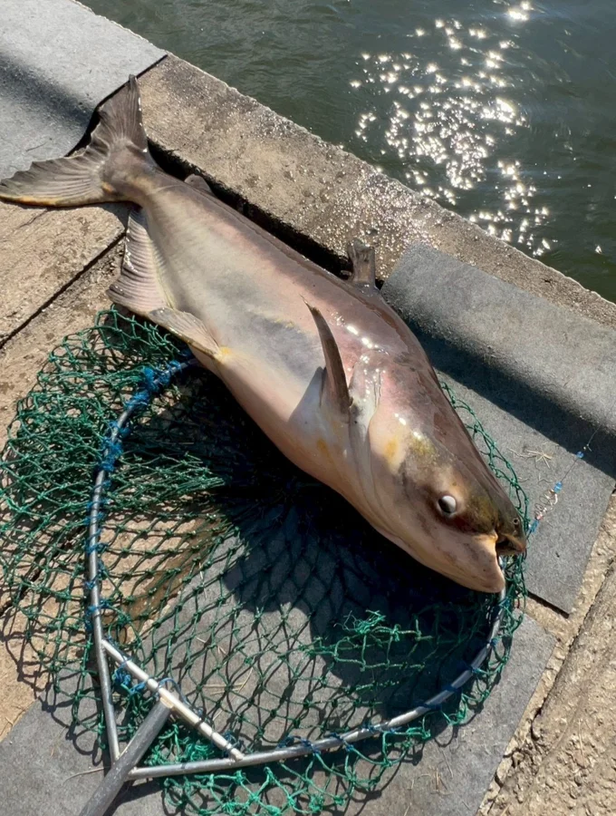 パタヤ メコンオオナマズ