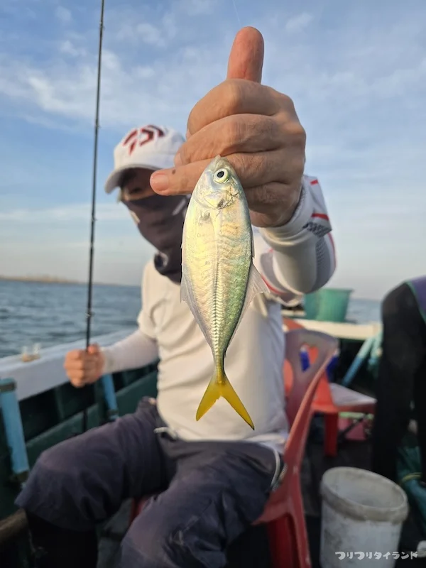 タイランド湾 マブタシマアジ