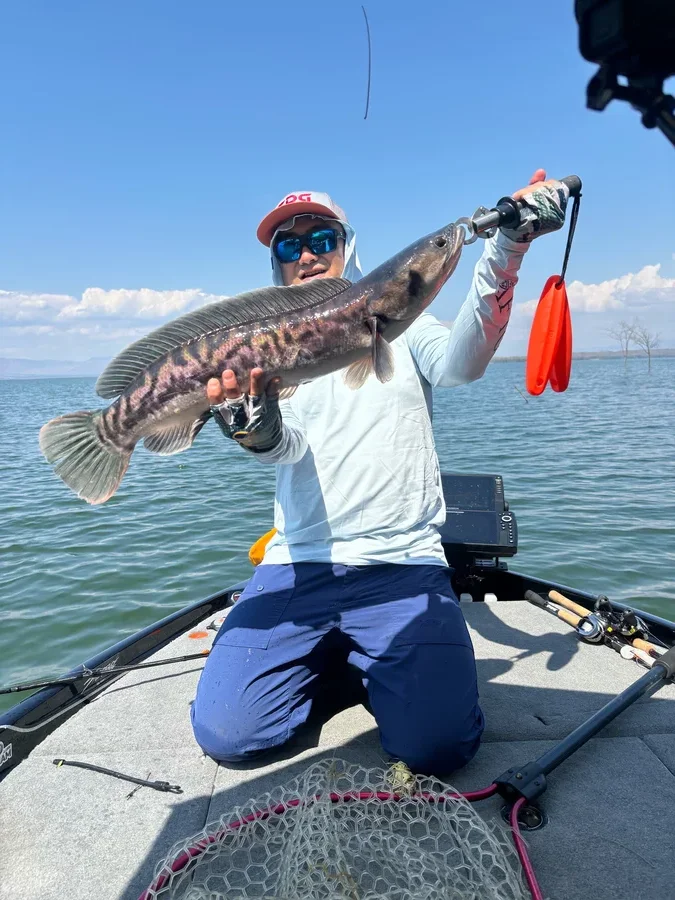 チャドーを持つカシケン